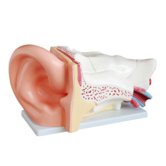 New big ear anatomical model(3 times magnifacation)